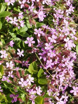 Saponaria ocymoides (flowers).jpg