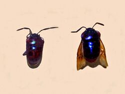 Scutelleridae - Chrysocoris eques.JPG