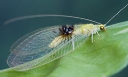 The serendipitous discovery of the Malasian ''Semachrysa jade'' lacewingas a new species was made on Flickr