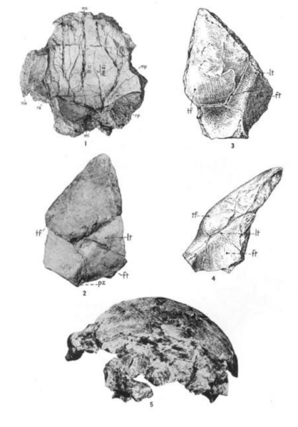 File:Sinanthropus Skulls I and II.png