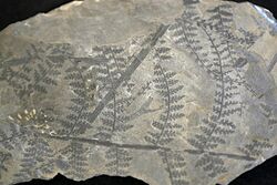 Sphenopteris - Plant Fossil from France.jpg