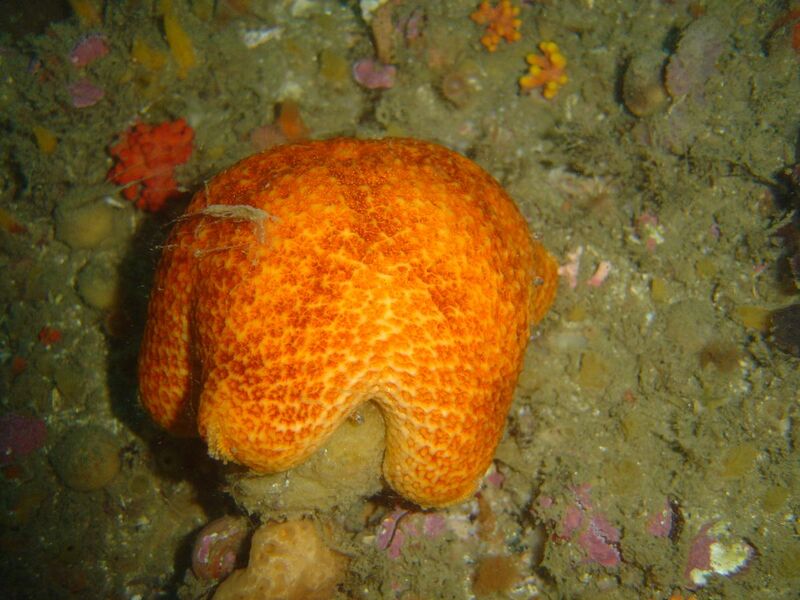 File:Starfish at Tafelberg deep DSC09595.JPG