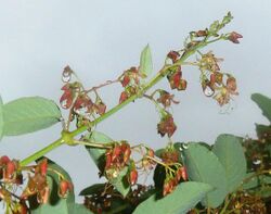 Tacazzea apiculata, blomme, Manie vd Schijff BT, a.jpg