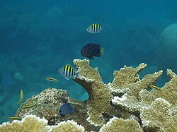 Tourmaline Reef.jpg