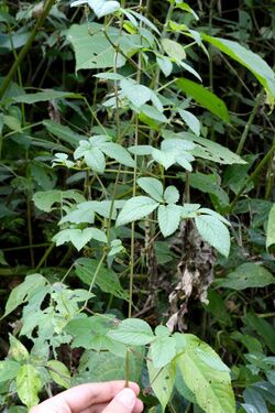 Tourrettia lappacea (Bignoniaceae) (32270831381).jpg