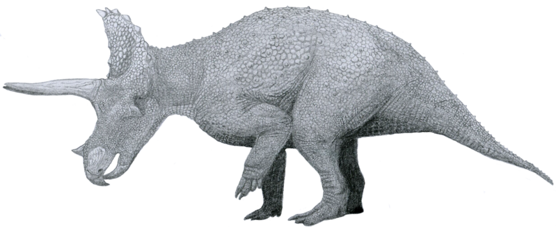 File:Triceratops by Tom Patker.png