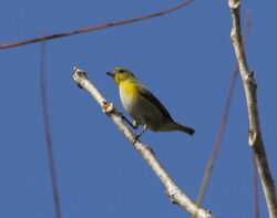 Small, mostly yellowish bird with a grayish belly and abdomen perched on a diagonal dead stick