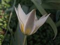 Tulipa turkestanica a1.jpg