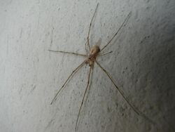 Two Tailed Spider (Hersilia savignyi).JPG