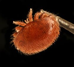 Varroa destructor (Parasitiformes)