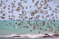 Flock of birds in flight above a rocky beach