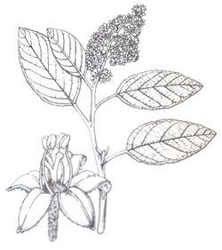 "Pomaderris apetala" subsp "maritima".jpg
