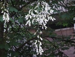 கெண்டகி மஞ்ச்சள் மரப்பூச்சரம் Yellowwood flower.jpg