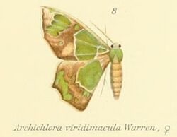 08-Archichlora viridimacula Warren, 1898.JPG