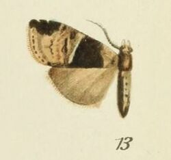 13-Gargettoscrancia albolineata (Strand, 1912).JPG