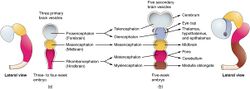 The embryonic brain develops complexity through enlargements of the neural tube called vesicles; (a) The primary vesicle stage has three regions, and (b) the secondary vesicle stage has five regions.