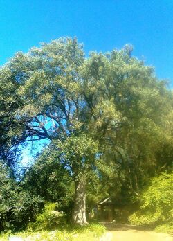1 Kiggelaria africana tree - Cape Town.jpg