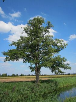 20120904Alnus glutinosa01.jpg