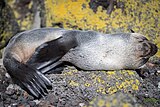 2021-08 Amsterdam Island - Subantarctic fur seal 65.jpg