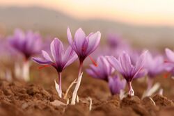 Crocus sativus growing on a saffron farm in Iran