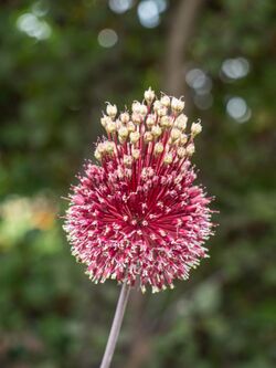 Allium amethystinum 'Red Mohican', 2018 photo (42467527185).jpg