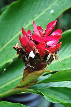 Alpinia purpurata, SBG.jpg