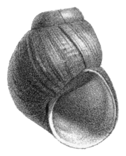 Amuropaludina praerosa shell.png