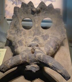 Anchiceratops Field Museum.jpg