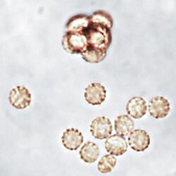 Aphanoascus fulvescens ascospores.jpg