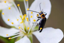 Asclera puncticollis - false blister beetle (25154770354).jpg