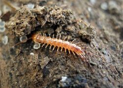 Banded Centipede - Lithobius variegatus - Flickr - gailhampshire (1).jpg