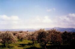 Batroumine Olive Forests.jpg