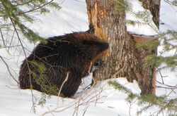 Beaver in Winter, Gatineau Park.jpg