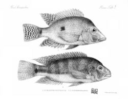 Biologia centrali-americana. Pisces (1906) (20565900560).jpg