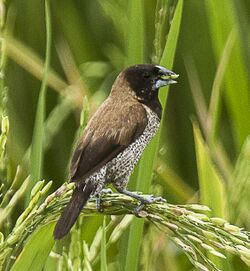 Black-faced Munia - Sulawesi MG 5777 (22799479470) (cropped).jpg