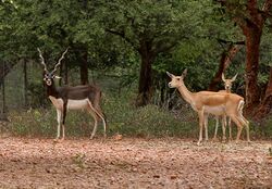 Three antelopes