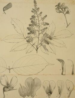 Bulletin de la Société royale de botanique de Belgique (1866) (19812089624).jpg
