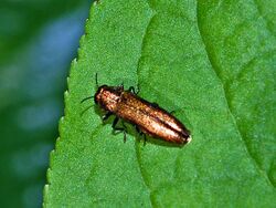 Buprestidae - Agrilus integerrimus.JPG