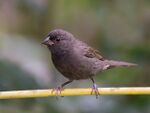 CIGARRA-DO-COQUEIRO (Tiaris fuliginosus).jpg