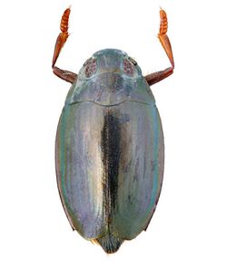 CSIRO ScienceImage 2080 The Whirligig Beetle.jpg
