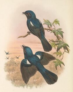 Chaetorhynchus papuensis - The Birds of New Guinea (cropped).jpg