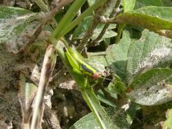 Chromousambilla latistriata male.jpg