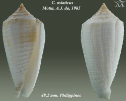 Conus asiaticus 1.jpg