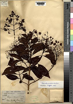 Corynanthe paniculata Welw. (K000172520).jpg