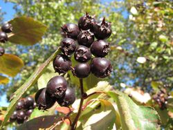 Crataegus douglasii 2.jpg