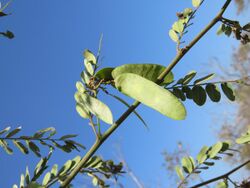 Dalbergia horrida - Prickly Dalbergia at Blathur 2017 (2).jpg