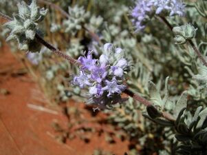 Dicrastylis lewellinii flowers Bloodwood Bore 2.jpg