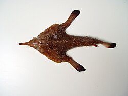 Dwarf batfish (Ogcocephalus pumilus).jpg
