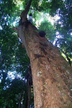 Dysoxylum fraserianum - Comboyne.jpg