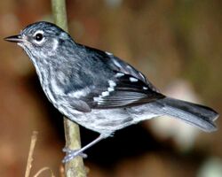 Elfin-woods warbler perched on a tree branch.jpg